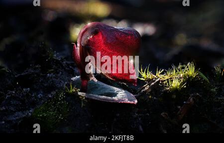 Kastanienbraune Corybas unguiculatus Orchideenblume in Makro, beleuchtet von der Morgensonne im Peter Murrell Reserve, Blackmans Bay, Hobart, Tasmanien, Australien Stockfoto