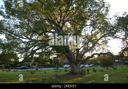 Los Angeles, California, USA 16.. November 2022 Ein allgemeiner Blick auf die Atmosphäre des Pierce Brothers Westwood Village Memorial Park am 16. November 2022 in Los Angeles, Kalifornien, USA. Foto von Barry King/Alamy Stockfoto Stockfoto