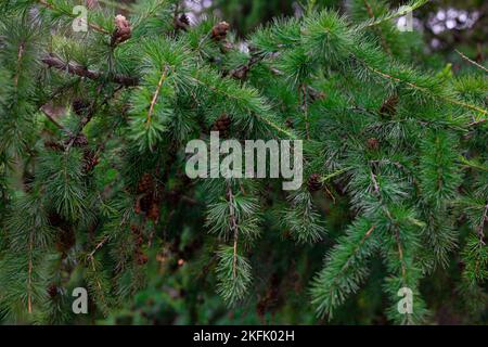 Junge Lärchenzapfen auf einem Ast aus der Nähe. Braune Zapfen auf einem Hintergrund aus grünen Lärchennadeln. Nahaufnahme der sich öffnenden Knospe (Larix dchidua), Eurokegel Stockfoto