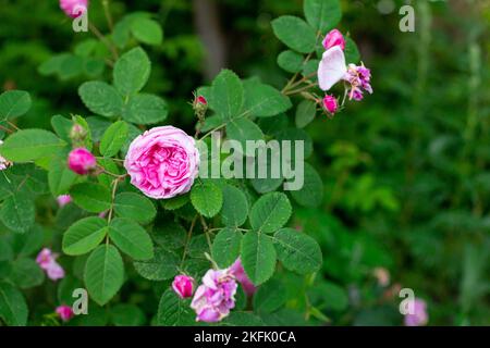 Damast rosa Rose im Garten, schöne florale Hintergrund Stockfoto
