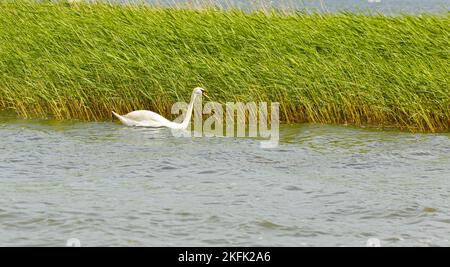 Ein anmutiger weißer Schwan schwimmt im See vor dem Hintergrund von grünem Schilf Stockfoto