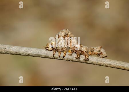 Bild von braunen Raupen auf den Ästen auf natürlichem Hintergrund. Insekt. Tier. Stockfoto