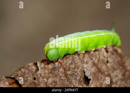 Bild der grünen Raupen von Moth auf trockenen Blättern auf natürlichem Hintergrund. Insekt. Tier. Stockfoto