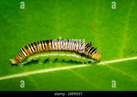 Bild von Spot Swordtail Caterpillar Brown morph (Graphium nomius) auf grünen Blättern auf natürlichem Hintergrund. Insekt. Tier. Stockfoto