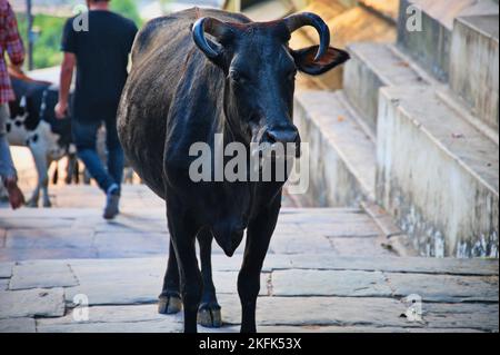 Das Vieh, das die Treppe im Pashupatinath-Tempel, Nepal, hinaufsteigt Stockfoto