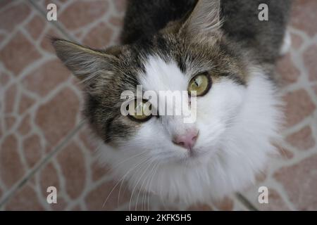 Europäische Keltische Katze Stockfoto