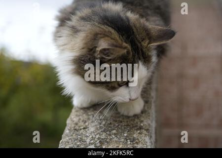 Europäische Keltische Katze Stockfoto