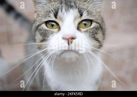 Europäische Keltische Katze Stockfoto