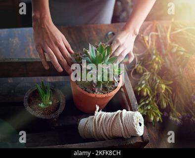 Pflanzen heißt an morgen glauben. Eine Frau pflanzt an einem Tisch Sukulenten in Töpfe. Stockfoto