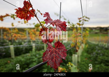 PRODUKTION - 03. November 2022, Nordrhein-Westfalen, Vlatten: Rote Weinblätter hängen in einem Weinberg in der Eifel. Ein Bauer und seine Frau haben dort einen Weinberg angelegt. Wenn alles gepflanzt ist, wird es einer der größten Weinberge in Nordrhein-Westfalen sein. (To dpa 'Weinberg in der Eifel: Junges Winzerpaar lässt Traum wahr werden') Foto: Oliver Berg/dpa Stockfoto