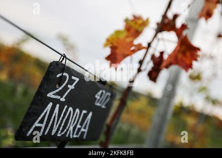 PRODUKTION - 03. November 2022, Nordrhein-Westfalen, Vlatten: Ein Zeichen für eine Weinpatenschaft hängt in einem Weinberg in der Eifel. Ein Bauer und seine Frau haben dort einen Weinberg angelegt. Wenn alles gepflanzt ist, wird es einer der größten Weinberge in Nordrhein-Westfalen sein. (To dpa 'Weinberg in der Eifel: Junges Winzerpaar realisiert Traum') Foto: Oliver Berg/dpa Stockfoto