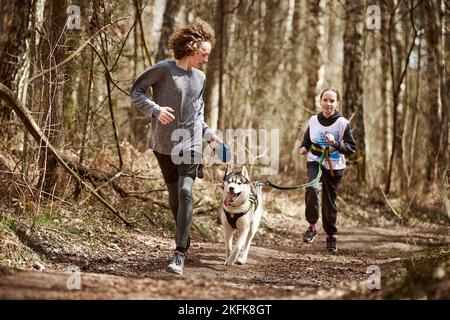 Svetly, Russland - 04.17.2022 - Laufen jungen Kerl und Mädchen mit ziehen sibirischen Husky Schlittenhund im Geschirr auf Herbst Wald Landstraße, Outdoor-Familie Stockfoto