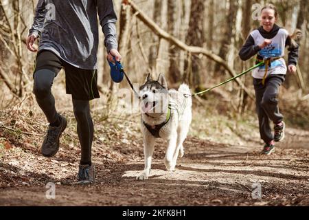 Svetly, Russland - 04.17.2022 - Laufen jungen Kerl und Mädchen mit ziehen sibirischen Husky Schlittenhund im Geschirr auf Herbst Wald Landstraße, Outdoor-Familie Stockfoto