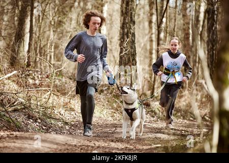 Svetly, Russland - 04.17.2022 - Laufen jungen Kerl und Mädchen mit ziehen sibirischen Husky Schlittenhund im Geschirr auf Herbst Wald Landstraße, Outdoor-Familie Stockfoto