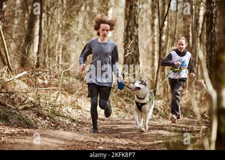 Svetly, Russland - 04.17.2022 - Laufen jungen Kerl und Mädchen mit ziehen sibirischen Husky Schlittenhund im Geschirr auf Herbst Wald Landstraße, Outdoor-Familie Stockfoto