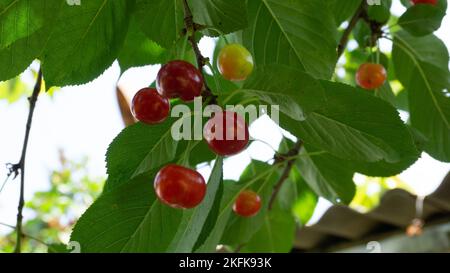 Eine Gruppe von roten und grünen Kirschen und süßen Kirschen auf einem Baum inmitten von grünem Laub Stockfoto