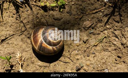 Braune Traubenschnecke liegt auf dem Hintergrund eines Grasnarbensegras Stockfoto