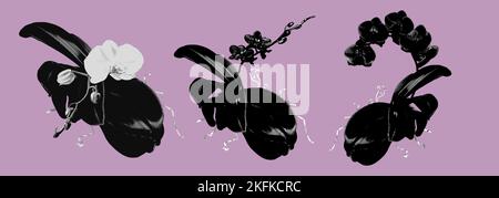 Set grafische Gravur Orchideen. Phalaenopsis ist weiß und schwarz. Realistische Illustrationsfarbe Stockfoto