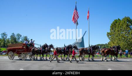 Die weltbekannte Budweiser Clydesdales Parade um den Parkplatz des National Museum of the Marine Corps in Triangle, Virginia, 23. September 2022. Die Clydesdales reisen jedes Jahr zu Hunderten von Auftritten in ganz Nordamerika und waren bereits 2010 im Museum zu sehen. Die Veranstaltung zielte darauf ab, die Öffentlichkeit über das Marine Corps Museum zu informieren und der lokalen Gemeinschaft Anerkennung zu zeigen. Stockfoto