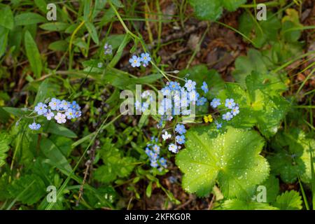 Blaue Blumen vergessen-mich-Nots im Garten Stockfoto