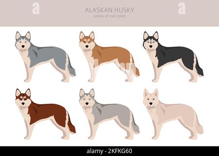 Alaskan Husky Clipart. Verschiedene Posen, Fellfarben eingestellt. Vektorgrafik Stock Vektor