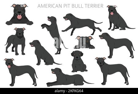 American Pit Bull Terrier Hunde Clipart. Farbvarianten, Infografik. Vektorgrafik Stock Vektor