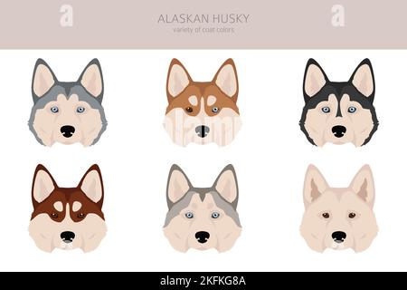 Alaskan Husky Clipart. Verschiedene Posen, Fellfarben eingestellt. Vektorgrafik Stock Vektor