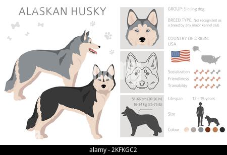 Alaskan Husky Clipart. Verschiedene Posen, Fellfarben eingestellt. Vektorgrafik Stock Vektor