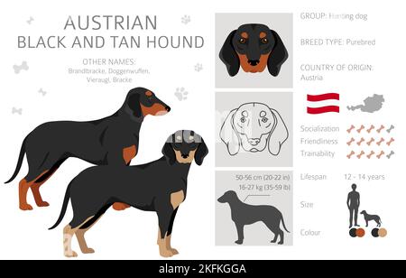 Österreichischer Black and tan Hound Clipart. Verschiedene Posen, Fellfarben eingestellt. vektorgrafik Stock Vektor