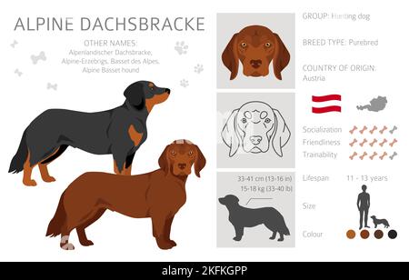 Alpine Dachsbracke Cliparts. Verschiedene Posen, Fellfarben eingestellt. Vektorgrafik Stock Vektor