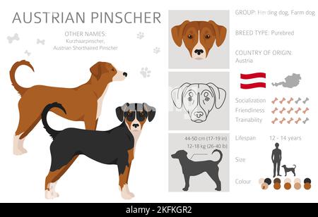 Österreichischer Pinscher Clipart. Verschiedene Posen, Fellfarben eingestellt. vektorgrafik Stock Vektor