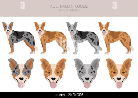 Australischer Koolie Clipart. Verschiedene Posen, Fellfarben eingestellt. vektorgrafik Stock Vektor