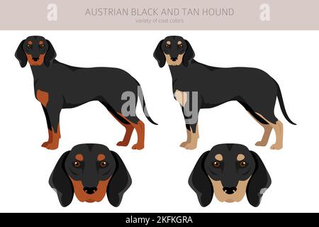 Österreichischer Black and tan Hound Clipart. Verschiedene Posen, Fellfarben eingestellt. vektorgrafik Stock Vektor