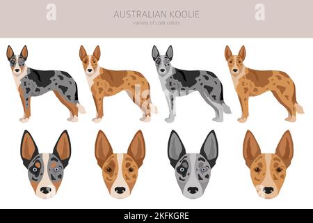 Australischer Koolie Clipart. Verschiedene Posen, Fellfarben eingestellt. vektorgrafik Stock Vektor