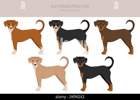 Österreichischer Pinscher Clipart. Verschiedene Posen, Fellfarben eingestellt. vektorgrafik Stock Vektor