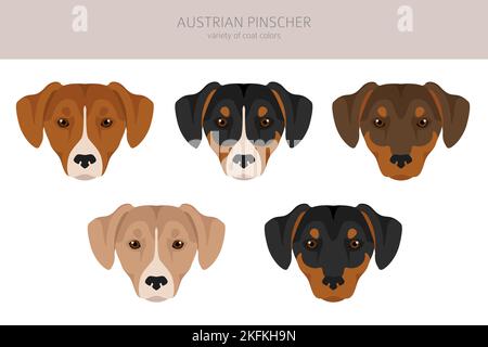 Österreichischer Pinscher Clipart. Verschiedene Posen, Fellfarben eingestellt. vektorgrafik Stock Vektor