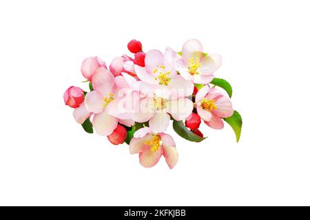 Rosa Apfelbaum Blüten grüne Blätter weißen Hintergrund isoliert Nahaufnahme, blühende rote Kirschblüten Zweig, Sakura-Strauchblüte, schönen Frühling Stockfoto
