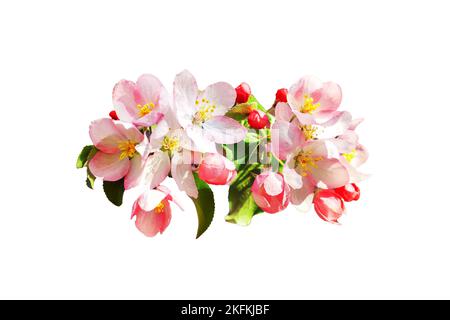 Rosa Apfelbaum Blüten grüne Blätter weißen Hintergrund isoliert Nahaufnahme, blühende rote Kirschblüten Zweig, Sakura-Strauchblüte, schönen Frühling Stockfoto