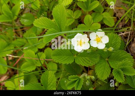 Fragaria vesca. Erdbeeren. Schöne pflanzliche abstrakten Hintergrund der Natur. Blumen Erdbeeren Stockfoto