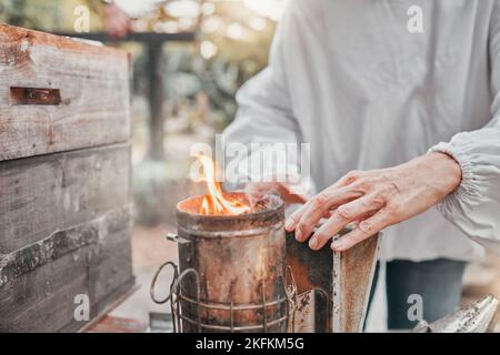 Imker, Bienenbälge und Feuer zum Rauchen in der Nähe auf Bienenhaus in der Landwirtschaft, Landwirtschaft und Industrie. Imkerei, Frau arbeitet und Hände zoomen mit Stockfoto