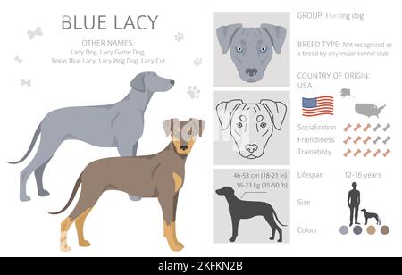 Blue Lacy Clipart. Verschiedene Fellfarben und Posen eingestellt. Vektorgrafik Stock Vektor