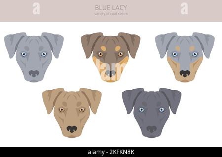 Blue Lacy Clipart. Verschiedene Fellfarben und Posen eingestellt. Vektorgrafik Stock Vektor