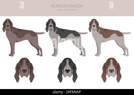 Burgos Pointer Clipart. Verschiedene Fellfarben und Posen eingestellt. Vektorgrafik Stock Vektor