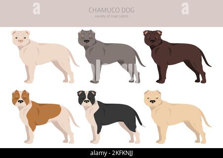 Chamuco Hundeclipart. Verschiedene Posen, Fellfarben eingestellt. Vektorgrafik Stock Vektor