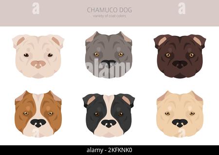 Chamuco Hundeclipart. Verschiedene Posen, Fellfarben eingestellt. Vektorgrafik Stock Vektor