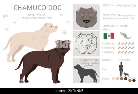 Chamuco Hundeclipart. Verschiedene Posen, Fellfarben eingestellt. Vektorgrafik Stock Vektor