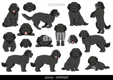 Cockapoo Mischung Rasse Cliparts. Verschiedene Posen, Fellfarben eingestellt. Vektorgrafik Stock Vektor