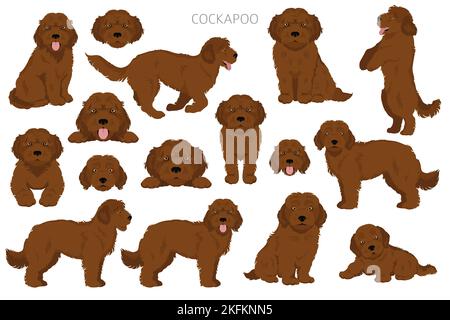 Cockapoo Mischung Rasse Cliparts. Verschiedene Posen, Fellfarben eingestellt. Vektorgrafik Stock Vektor