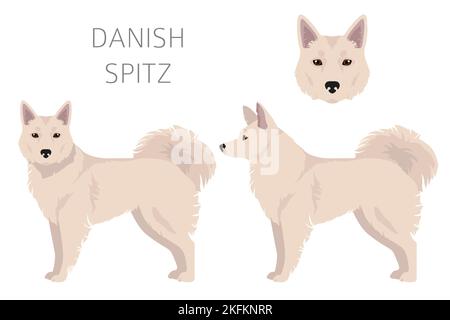 Dänischer Spitz Clipart. Verschiedene Posen, Fellfarben eingestellt. Vektorgrafik Stock Vektor