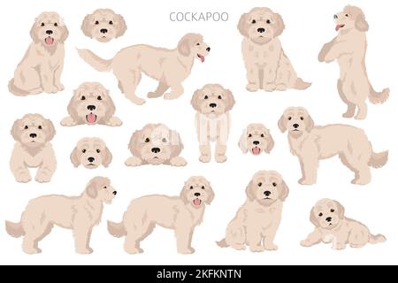 Cockapoo Mischung Rasse Cliparts. Verschiedene Posen, Fellfarben eingestellt. Vektorgrafik Stock Vektor